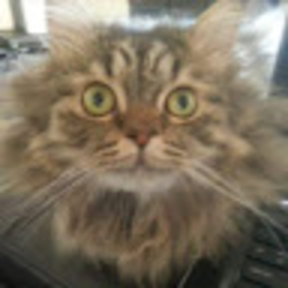 amyshappycats